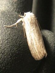 Catabena lineolata