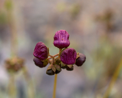 Calceolaria arachnoidea