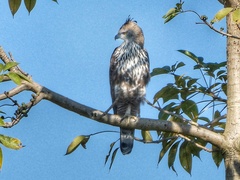 Nisaetus cirrhatus