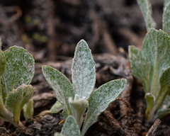 Calceolaria arachnoidea