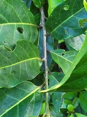 Ocotea leucoxylon