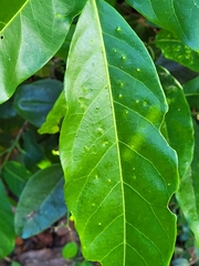 Ocotea leucoxylon