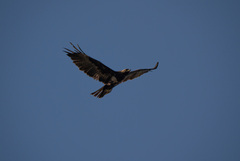 Hieraaetus wahlbergi