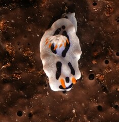 Chromodoris alcalai