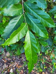 Ocotea leucoxylon
