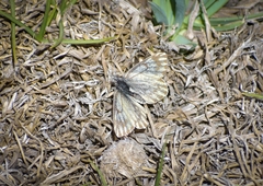 Phulia nymphula