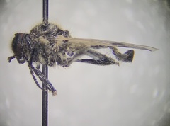 Bibio albipennis