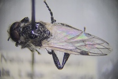 Bibio albipennis