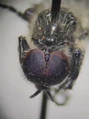 Bibio albipennis