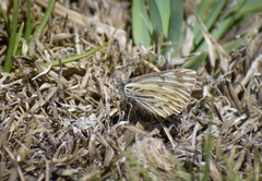 Phulia nymphula