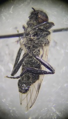 Bibio albipennis