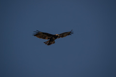 Hieraaetus wahlbergi