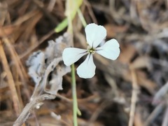 Brassiceae