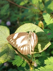 Appias libythea olferna