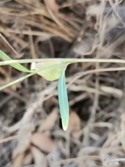 Brassiceae