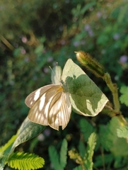 Appias libythea olferna