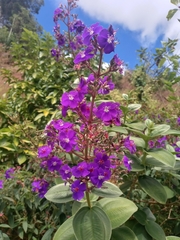 Pleroma heteromallum