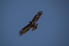 Hieraaetus wahlbergi