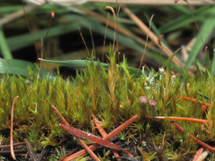 Dicranum howellii