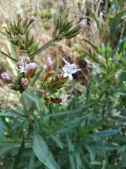 Stevia