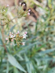 Stevia