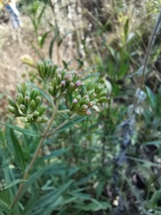 Stevia