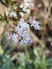 Stevia