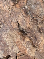 Machilinae