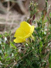 Oenothera stricta