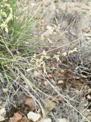 Eragrostis truncata