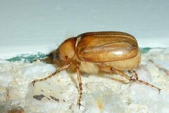 Rhizotrogus marginipes