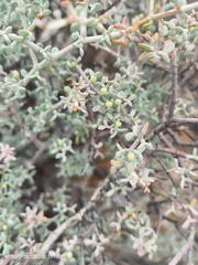 Zygophyllum