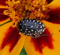 Oxythyrea testaceoguttata