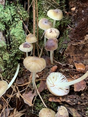 Mycena leptocephala