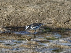 Motacilla maderaspatensis
