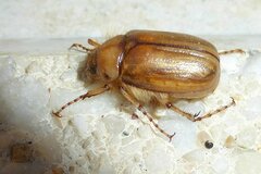 Rhizotrogus marginipes