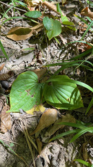 Dioscorea villosa