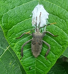 Elasmopoda