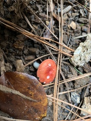 Russula cremoricolor