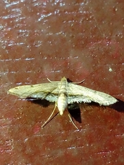 Parapoynx crisonalis