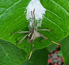 Elasmopoda
