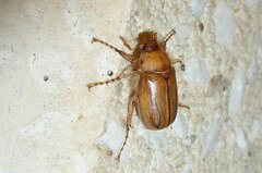 Rhizotrogus marginipes