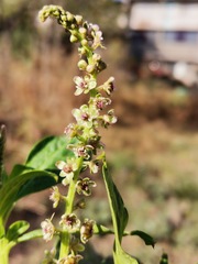 Phytolacca