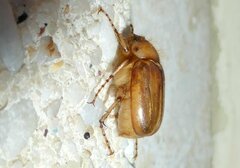 Rhizotrogus marginipes