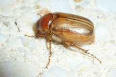 Rhizotrogus marginipes