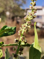 Phytolacca
