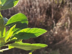 Phytolacca