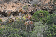Aloe pluridens