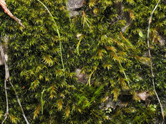 Racomitrium