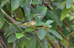 Vireo magister